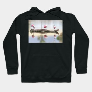 Roseate Spoonbills Preening and Resting Hoodie